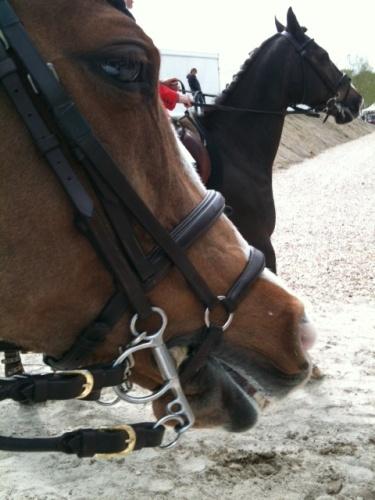 5. Nosebands Pony events The