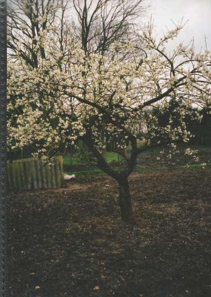 There is a cherry blossom tree in the field behind the hedge and ditch at the side of the farmhouse.