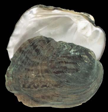 Thin and thick shelled forms may be found in the same body of water. Yellow/brown in younger specimens grading to very dark in older ones. SIZE: Up to 10 inches, one of the largest mussels in Kansas.