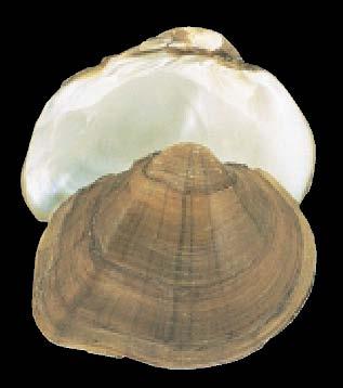 Wabash Pigtoe - Fusconaia flava KEY CHARACTERISTICS: Has a relatively thick shell and a triangular shape; brown. SIZE: Up to 4.5 inches. RANGE: Southeastern 1/3 of the state.