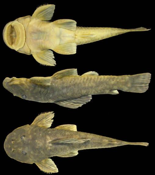 Hemipsilichthys nimius new species (Fig. 1) ZOOTAXA Holotype. MCP 33049, male, 105.