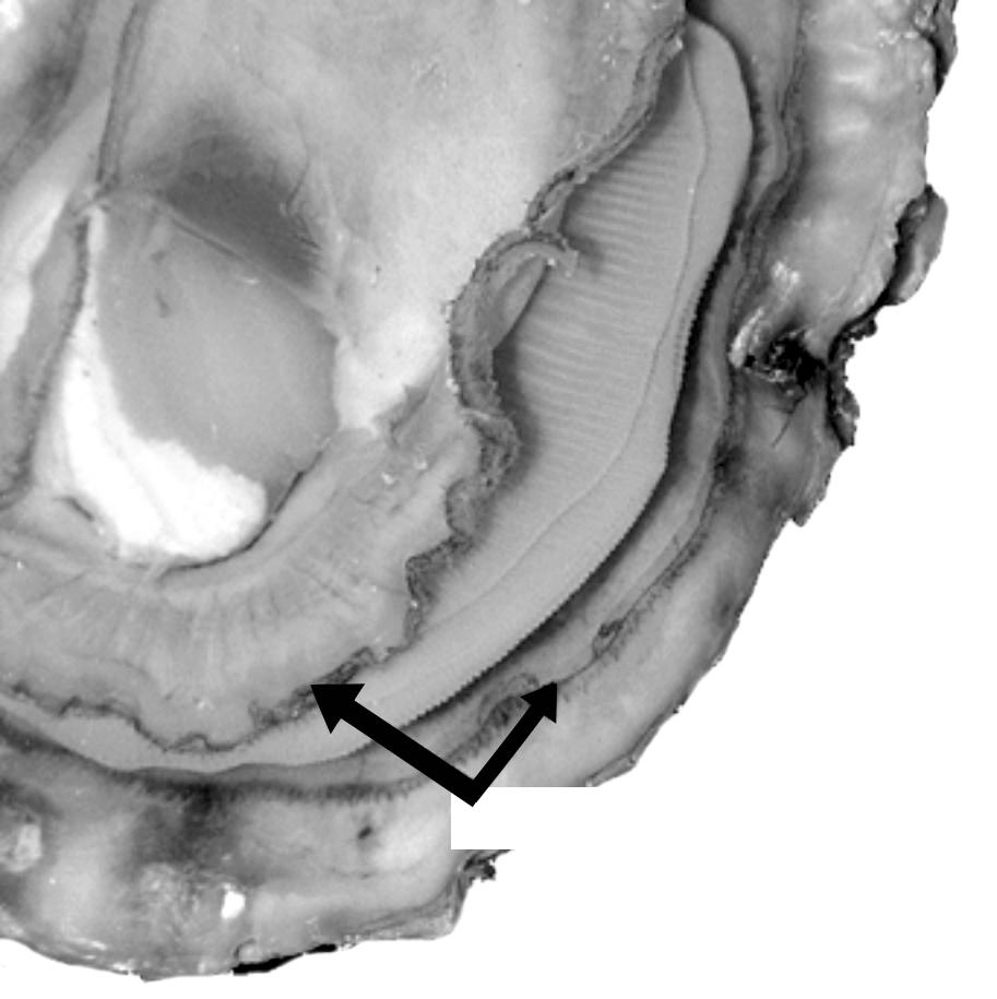 Oyster on the half shell (Image: MD Sea Grant) Though soft and flimsy, the mantle has a very important protective function: It creates the shell. First, tiny glands lay down a web of protein fibers.