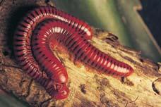 Millipedes have segments with two pairs of appendages each and feed on decaying plants.