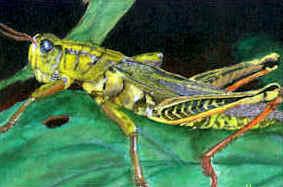 The head has sensory appendages and mouthparts specialized for a particular diet. Metamorphosis is common to many insects.