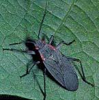 True bugs (order Hemiptera) have piercing, sucking mouthparts, and most species feed on plant sap (bed bugs feed on blood). They have two pairs of wings.