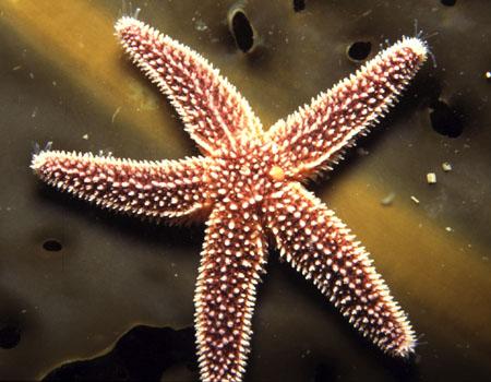 Sea stars have flexible arms that bear the tube feet.