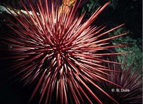 Sea urchins are spherical, with five double rows of tube feet running radially, with which they pull themselves along. They eat seaweeds.