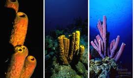 Sponges have relatively simple, porous bodies Sponges are classified in the phylum Porifera. Most are marine and live singly, attached to a substrate, and range in height from 1 cm to 2 m.