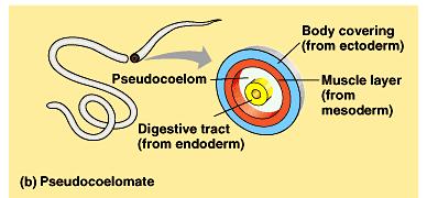 Many tapeworms produce larvae that infect the prey animal, while the adult tapeworms infect that prey animal s predator.