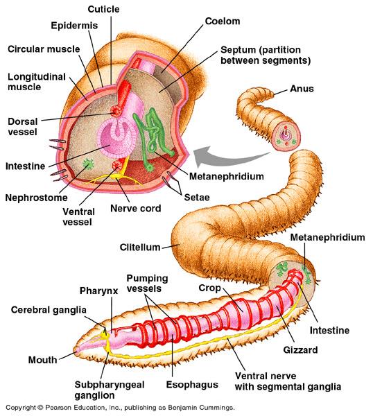 For example, in the earthworm, rhythmic alternating contractions and elongations of segments propel the worm into or along the ground.
