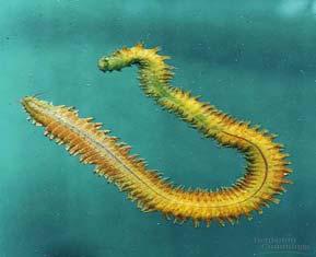 Polychaete are mostly marine. They are characterized by segmental appendages with broad paddle like appendages and bristles.