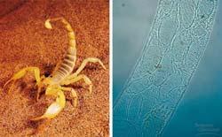 numbers, the phylum arthropoda is the most successful that has ever lived.