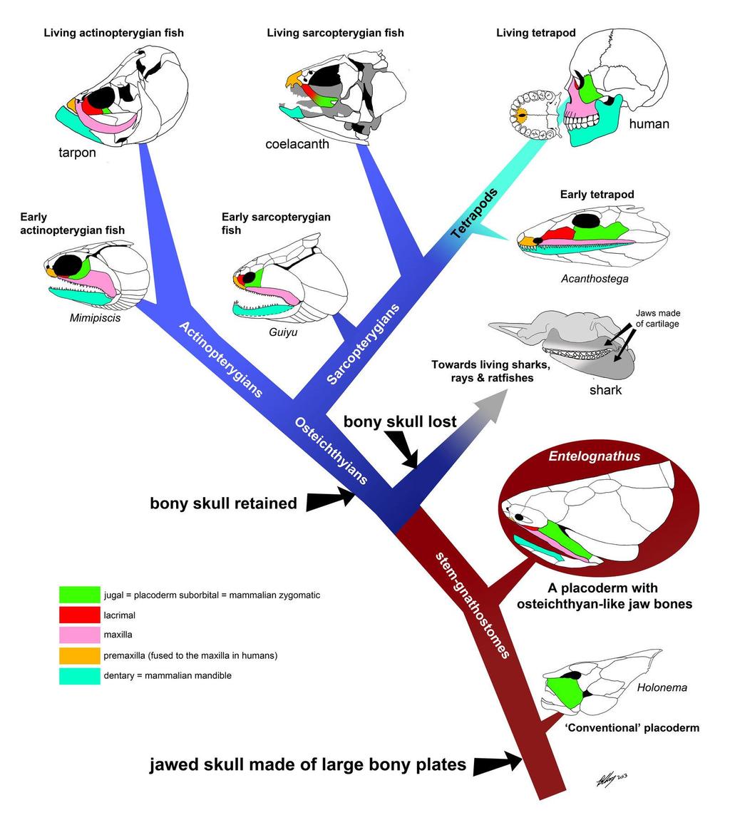 One view of skull and jaw evolution in vertebrates.