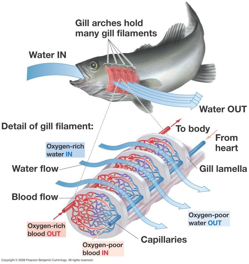Water flow over and blood flow through fish gills.