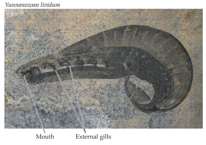 Top. Fossil. Bottom. Reconstructed as a hemichordate see below. From Shu et al. (1996). Degenerate mollusk more likely a mollusk predator, i.e., mollusk genes came from its food.