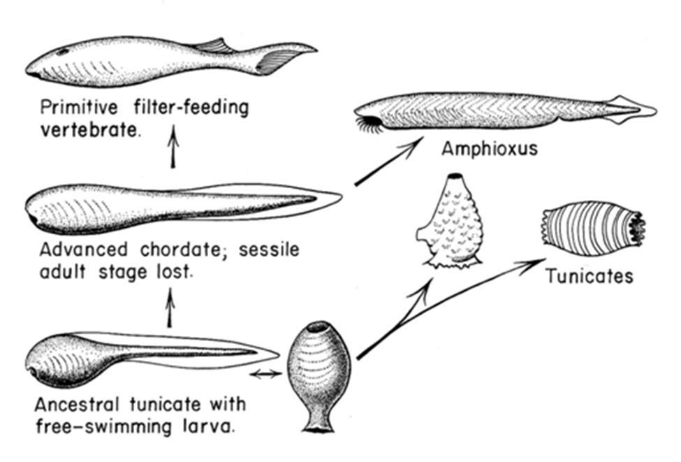Vertebrate Origins. Whence cometh vertebrate ancestors? 1. Tunicate Larva Theory. a. Amphioxus-like chordates derive from the larvae of sessile urochordates such as living tunicates.