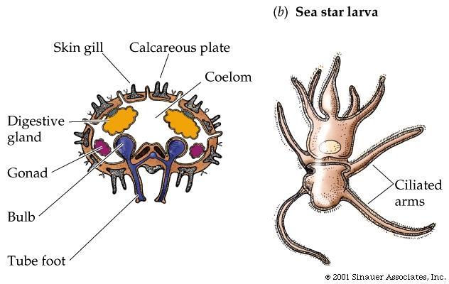 Echinoderms. 1. Internal skeletons composed of calcareous plates lying just below the skin and superficial musculature. 2.