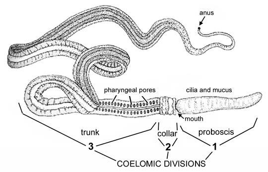 Hemichordates. 1. Pharyngeal gill slits gas exchange and/or filter feeding 1 2. Three-part body plan: proboscis, collar, trunk. 3.