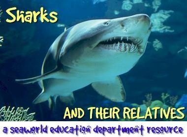 Cartilaginous Fish Sharks, skates, rays Scales