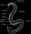 Round Worms Bilaterally symmetric 3 tissue layers Pseudocoelomate: mouth & anus separate (2 Body Openings). Move using a thrashing movement.