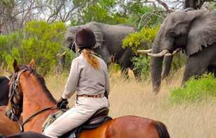 You will get close to elephants, big cats, and buffalo as well as herds of wildebeest and zebra.