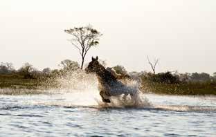 Okavango Horse Safaris is owned and run by PJ and Barney Bestelink who, having kept horses in the Okavango for over a decade, are true experts in this part of the Delta.