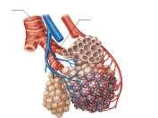 Ch. 12: Respiratory Physiology Objectives: 1. Review respiratory anatomy. 2.
