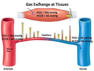 Gas exchange between systemic capillaries & tissues: > Tissue PO2 (<100 mmhg) = lower than O2-rich arterial blood (100 mmhg) > Tissue PCO2 (>40 mmhg) = higher than that in arterial blood (40 mmhg)