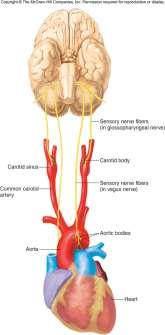 Autonomic motor control breathing involves: Chemoreceptors: Aorta & carotid artery