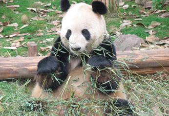 Claire Doole / WWF-Canon The giant panda eats the leaves, stems and shoots of over 60 different species of bamboo.
