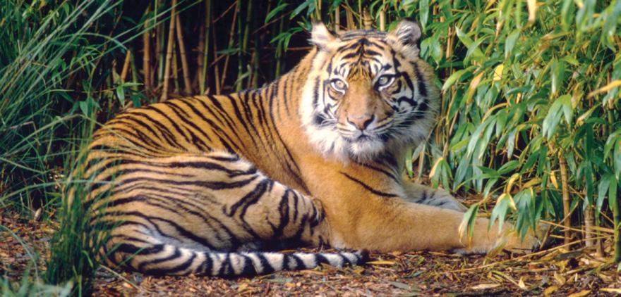 Sumatran tiger Frédy Mercay / WWF Around 450 remain in the wild 100 140kg(males) HEIGHT: Up to 60cm LENGTH: Up to 250cm Covered in dark orange fur with black stripes and a white underbelly.