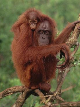 Orang-utans receive a lot of the water they need from the fruit they eat but also find extra water to drink from holes in trees.