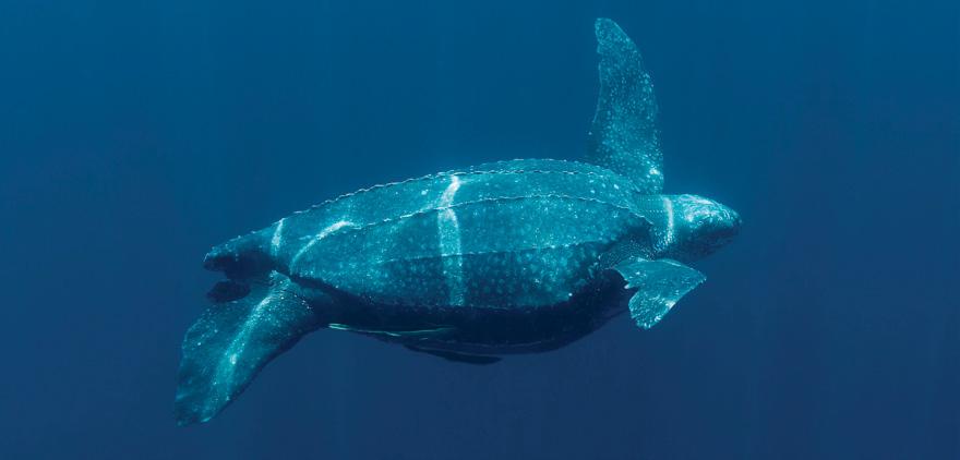 Leatherback turtle Jürgen Freund / WWF-Canon 2,300 Up to 1,000kg LENGTH: Up to 160cm The leatherback is the largest marine turtle and one of the largest living reptiles.