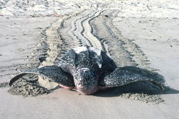 Although they like to live in deep water, leatherbacks can travel huge distances in order to reach the right beach where they like to lay their eggs.