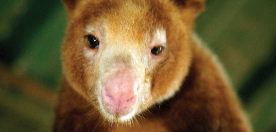 Tree kangaroo Brent Stirton / Getty Images There are 14 different subspecies, many of which are endangered Up to 14kg LENGTH: 41-77cm TAIL LENGTH: 40-87cm Similar to a kangaroo but much smaller.