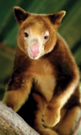 Tree kangaroos can be found on the island of New Guinea and parts of Australia where they live in tropical forests. The golden mantled tree kangaroo is now extinct in 95% of its previous habitat.