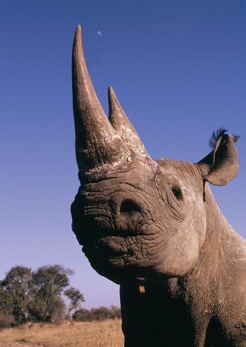 They especially like to eat the acacia tree, even the thorns! The black rhino lives in southern Africa; it can mostly be found in grasslands but sometimes also lives in deserts or mountain forests.