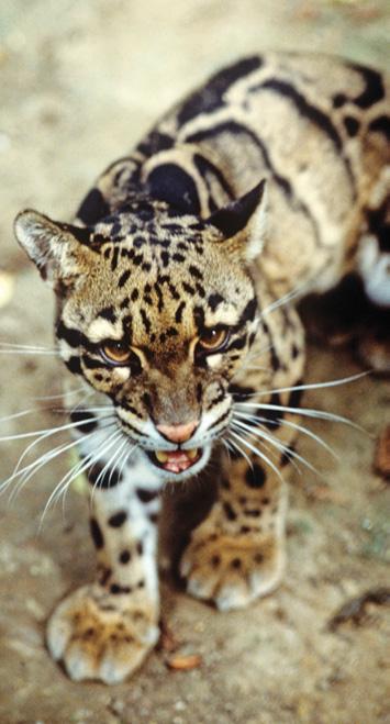 David Lawson / WWF-UK Although they are great climbers scientists think that clouded leopards do most of their hunting on the ground.