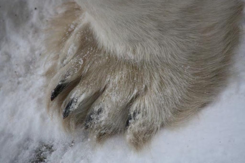 Polar Paws are humongous. Polar bears paws are as huge as a dinner plate.