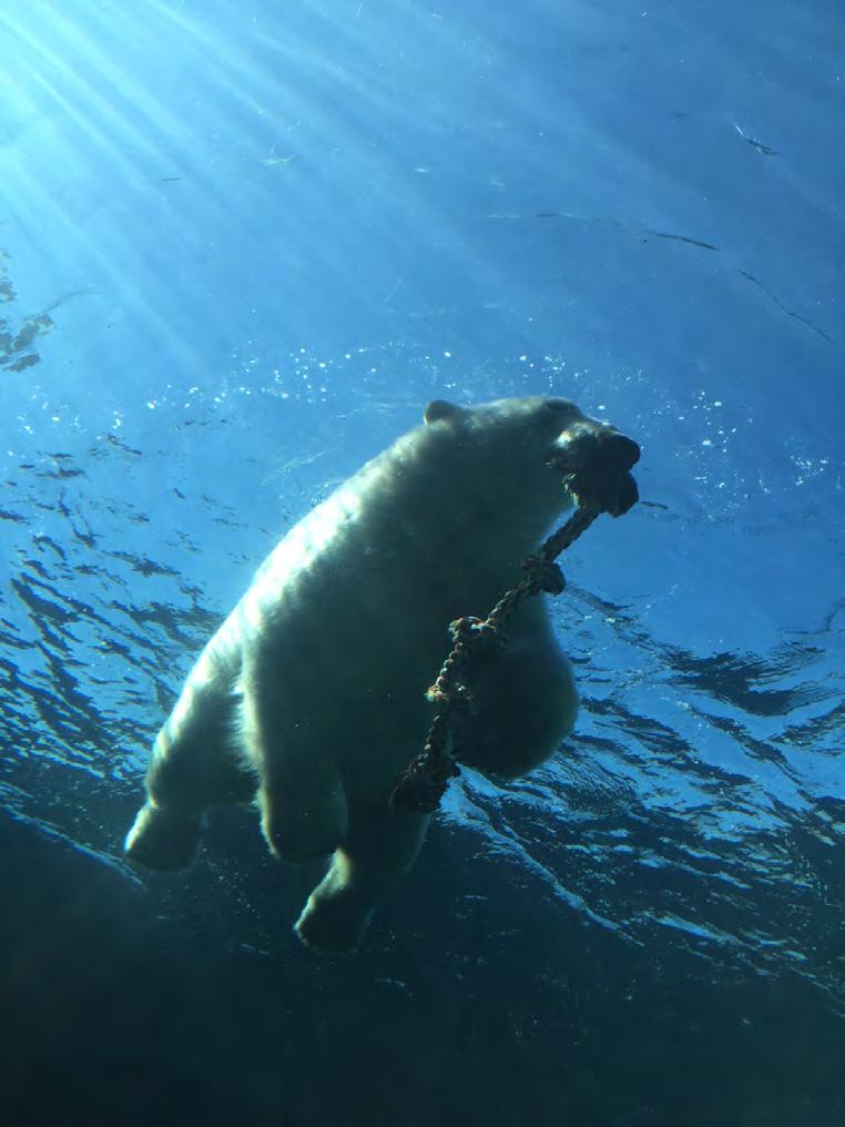 Polar bears are good swimmers. Polar bears use their back legs and front legs to swim. Polar bears like to swim in the water. Polar bears can swim up to 60 miles.