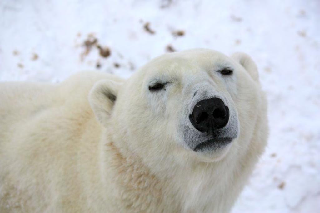Polar bears have a good sense of smell. But, seals have good hearing. Polar bears smell a seal from its den and the polar bears try to crash through the den and catch a seal.
