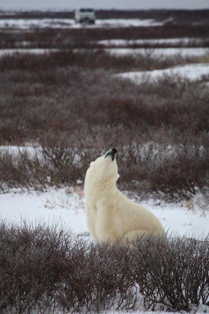 Polar bears can smell seals under their den made of snow and ice. When they smell the seals they walk to the den and break the ice and sometimes catch the seal.