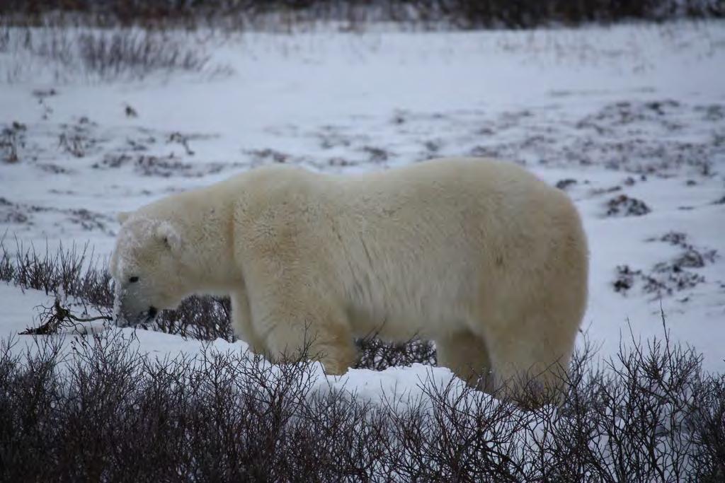 People and global warming are the biggest threat to polar bears. Global warming is melting the ice where the polar bears hunt. People are causing pollution which is causing the climate change.