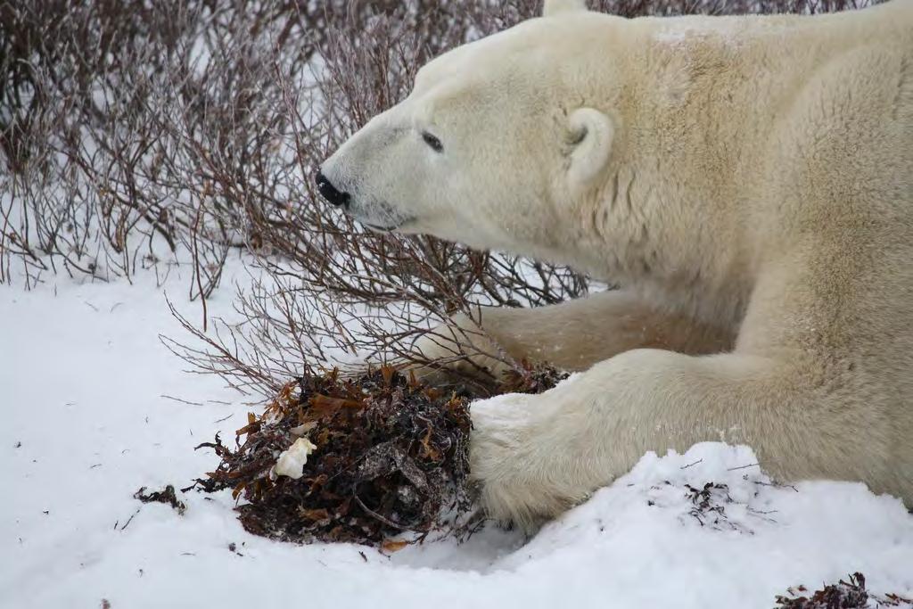 Polar bears like seals to eat. Polar bears slowly come in the seal s home. Polar bears smell the seal.