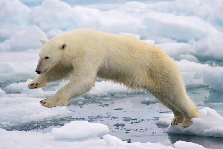 The polar bear is endangered because the world is getting smaller and smaller for polar bears. There is less ice for polar bears to live on. Ice is for polar bears to hunt for the seals to eat.