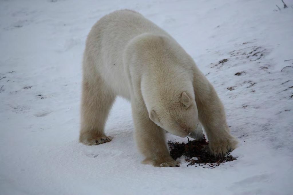 Polar bears don't have enough food. A polar bear is threatened because they don't have food. They are getting food from the garbage dump.