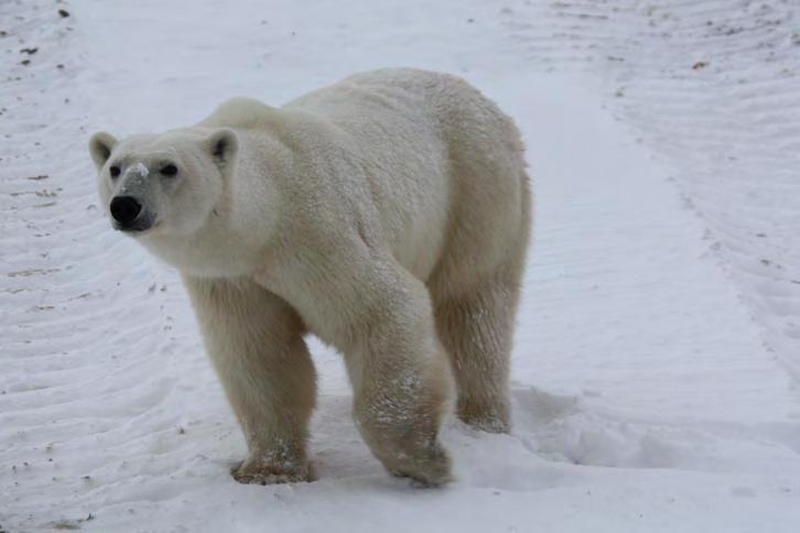 Polar Bears need certain characteristics to survive. Polar bear paws have sharp claws to stab through seals and fish.