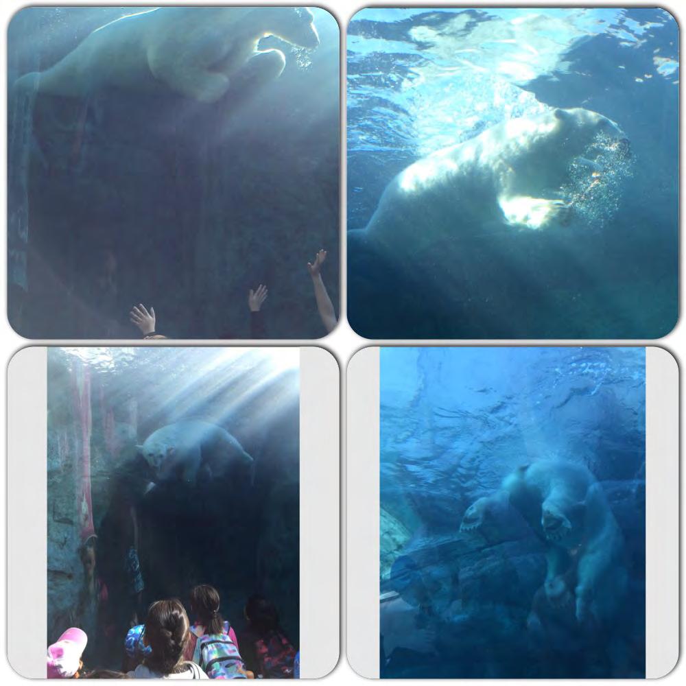 Pictures taken by Room 41 at the Assiniboine zoo. We could have watched these bears swim all day!