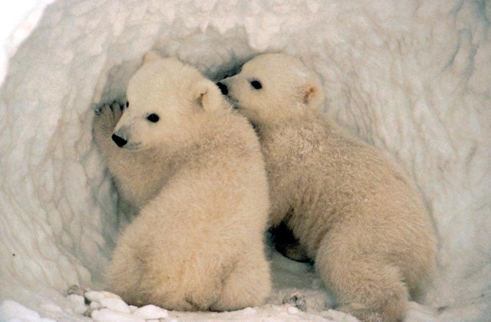 Baby Polar Bears live with their mother for two years. Baby Polar bears drink milk from their mothers.