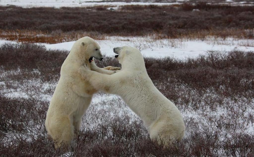 Baby polar bears look like they are fighting but, it is playing. The fighting polar bears! Polar bears kill seals with their paws. Shing! Not ice blocks. Bing!